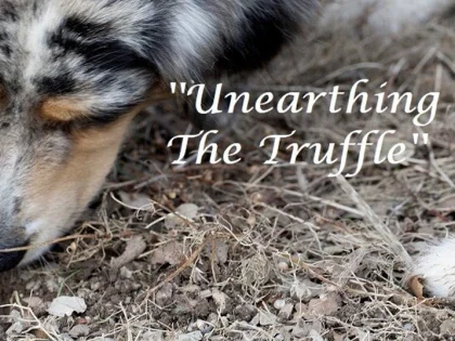 Unearthing The Truffle